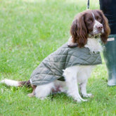 Olive Quilted Waterproof Dog Coat | Mutts and Hounds